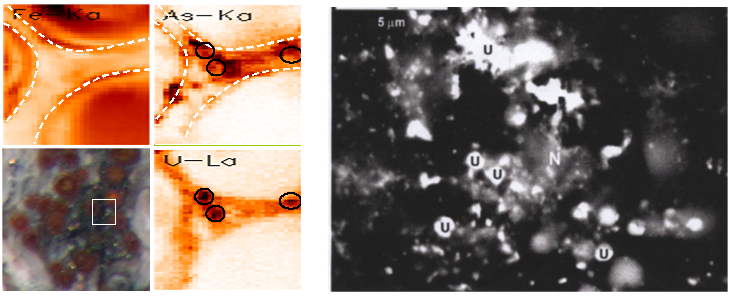 Results from &micro;-XRD showing uranium occurrence on arsenopyrite layers on pyrite nodules (left, Denecke et al., 2005), and SEM/EDX image of uraninite (U) and ningyoite (N) in samples from clay/lignite horizon